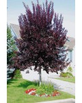 Черемха віргінська Канада Ред | Prunus virginiana Canada Red | Черёмуха виргинская Канада Ред